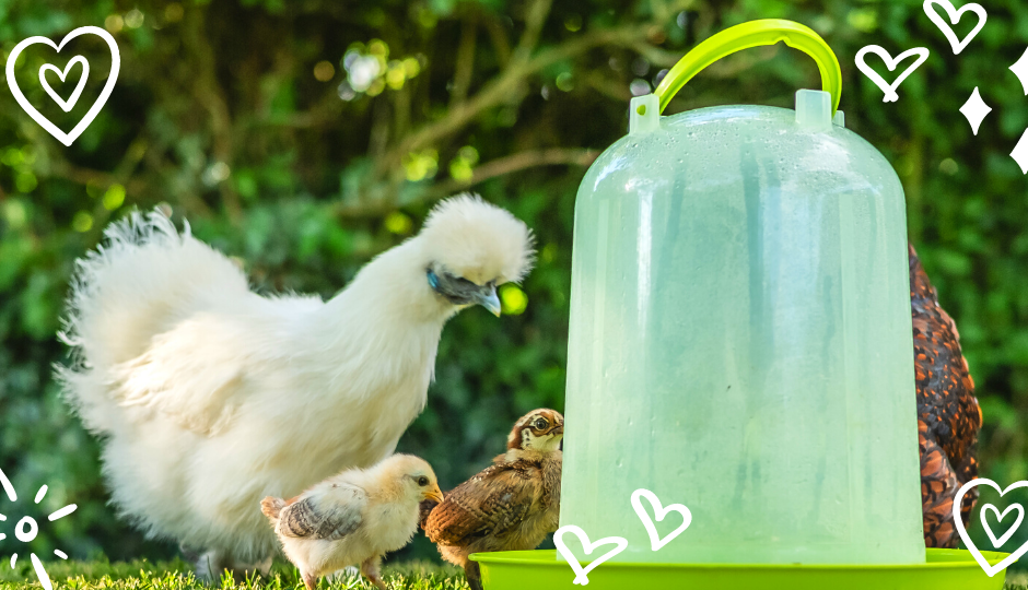 A white silkie chicken drinking water with her chicks