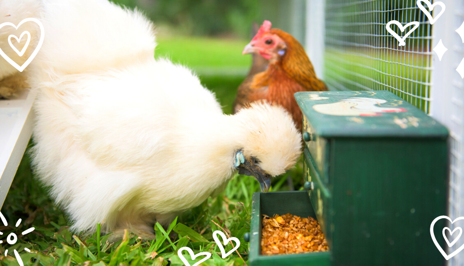 White Silkie chicken eating layer mash inside chicken coop with a jungle fowl chicken