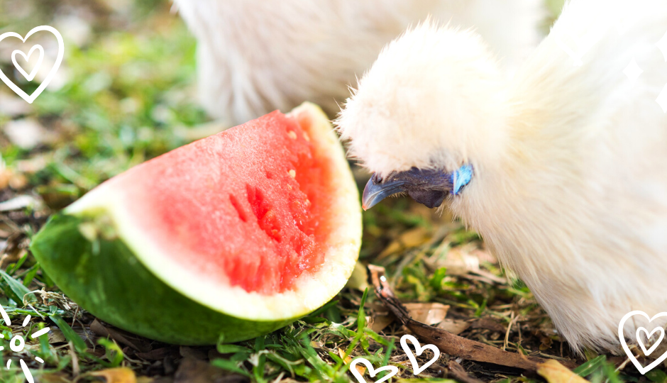 White silkie chicken eating watermelon