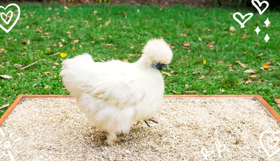 white silkie chicken free ranging in the garden