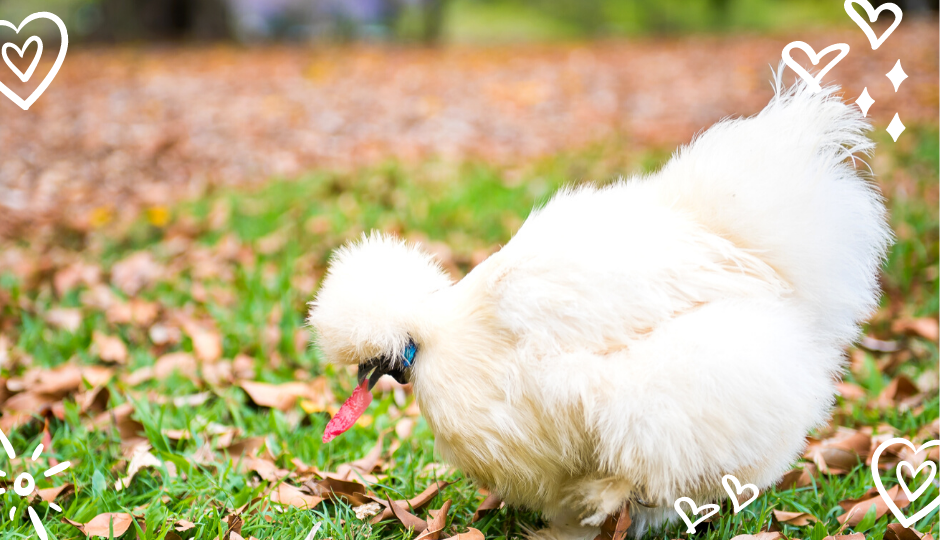 white silkie chicken free ranging in the backyard