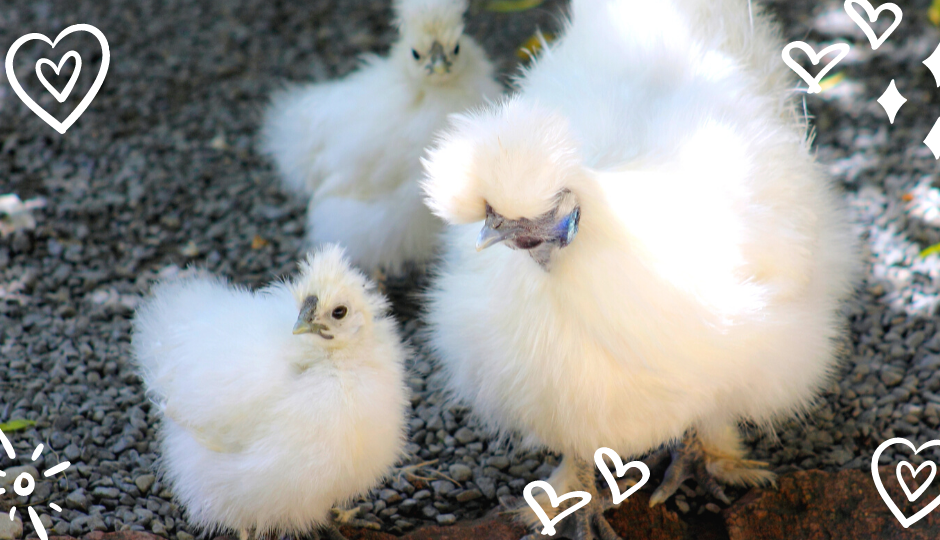 White Silkie chicken mother with baby chicks
