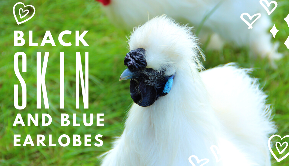 White silkie chicken showing off its fluffy feathers, black skin, and blue earlobes