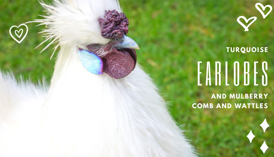 White Silkie Chicken showing off its fabulous blue earlobes and deep mulberry comb and wattles