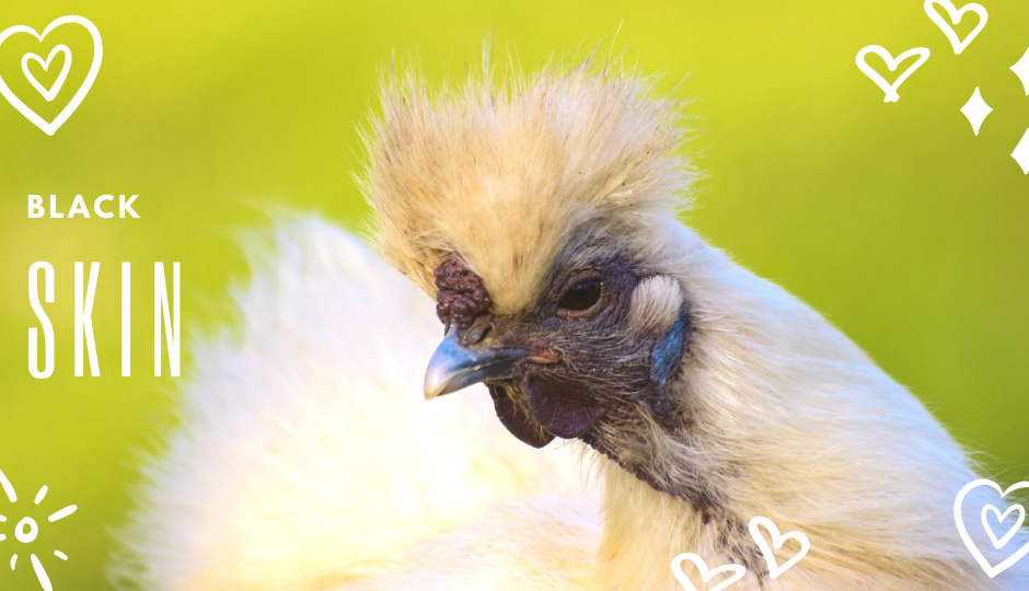 White Silkie Chicken showing off its fabulous feathers and black skin