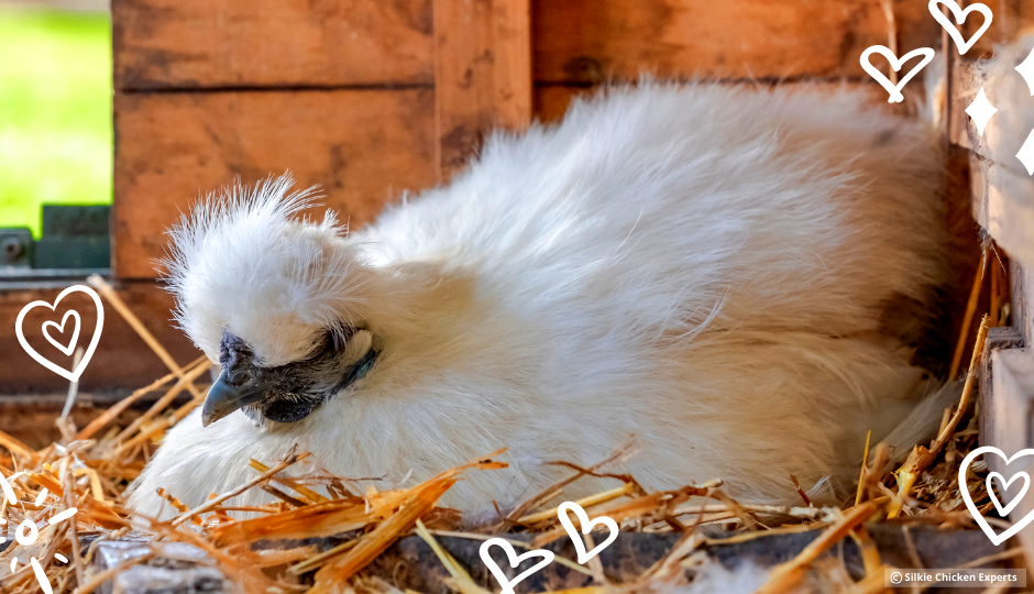 white silkie hen sitting on a nesting box inside the chicken coop
