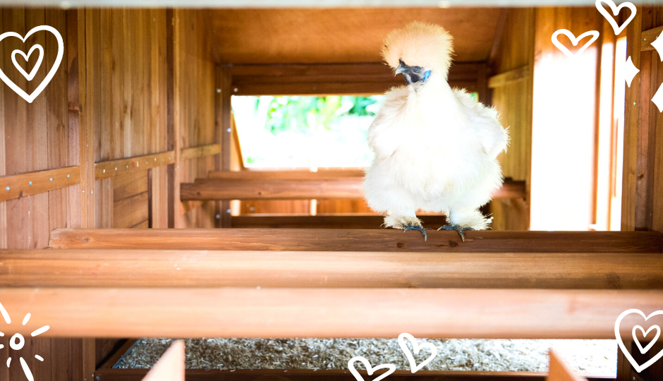 white silkie chicken roosting inside the coop