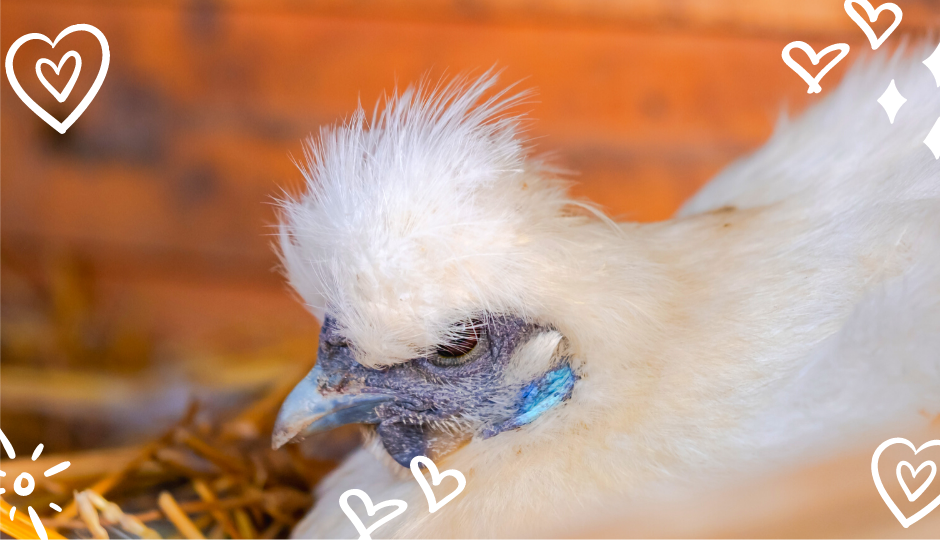 White Silkie chicken sitting on eggs in nesting box inside a chicken coop