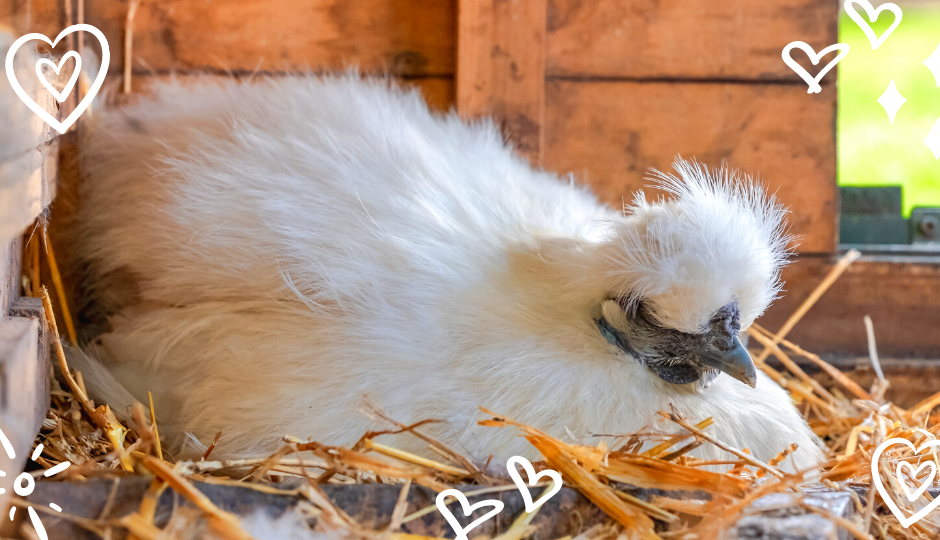 White Silkie chicken sitting on eggs in nesting box inside a chicken coop