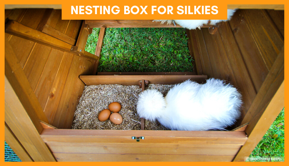 white silkie chicken watching over her eggs in the nesting box