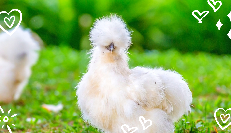 white silkie chicken with face obscured by its fluffy feathers