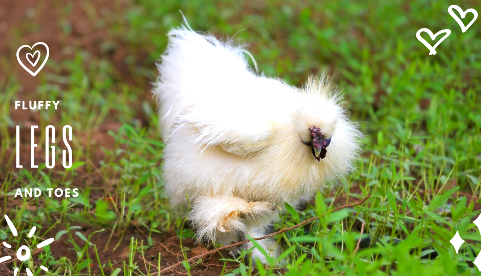 White Silkie Chicken with fluffy legs and toes walking on grass