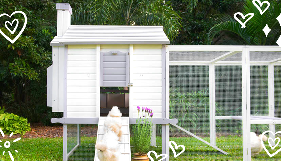 white silkie chickens in a chicken coop