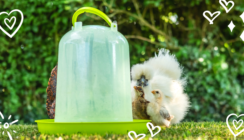 white silkie hen and chicks drinking from a water drinker