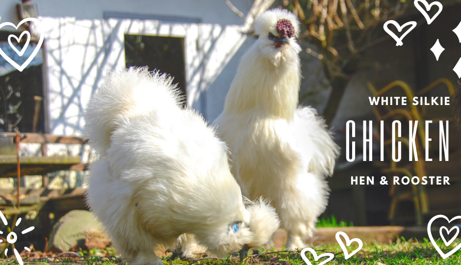 white silkie hen and rooster free ranging in the garden