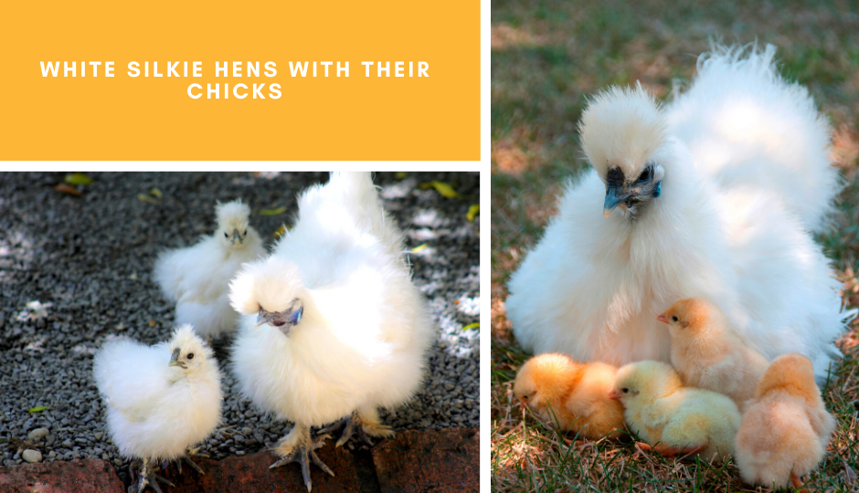 White silkie hens taking care of their chicks