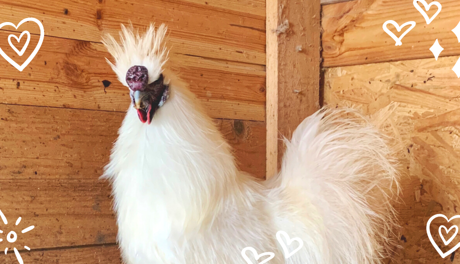 white silkie rooster inside a coop