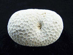 Fossil Coral