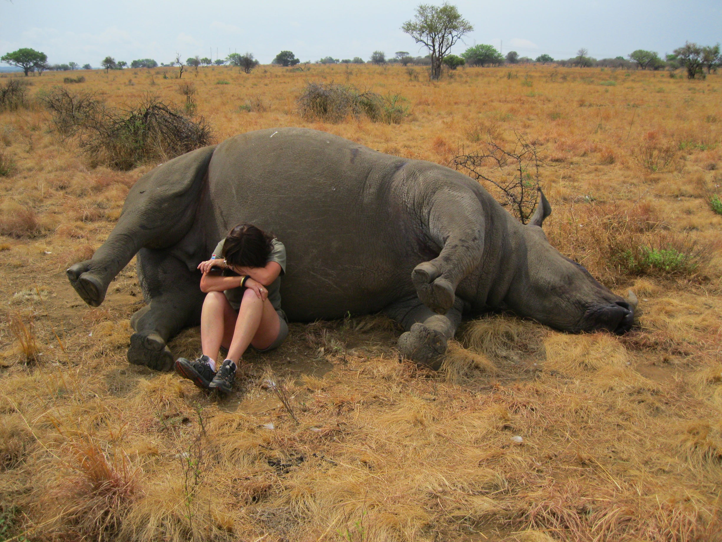 носорогу в жопе голова фото 100