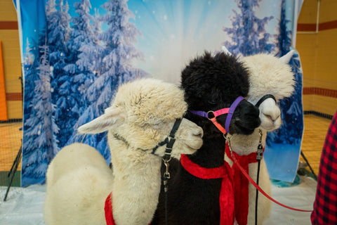 Three fluffy alpacas are grouped in front of a winter portrait background at the Oozemas holiday party. From left to right, they are white, black, and white.