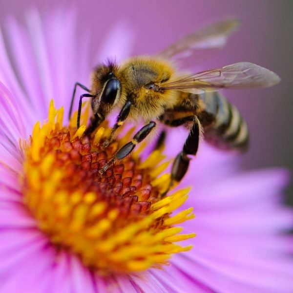 Honeybee pollinating flower