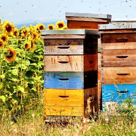 honey-bee-hive