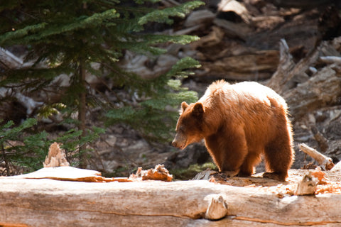 Visit National Parks to social distance in nature