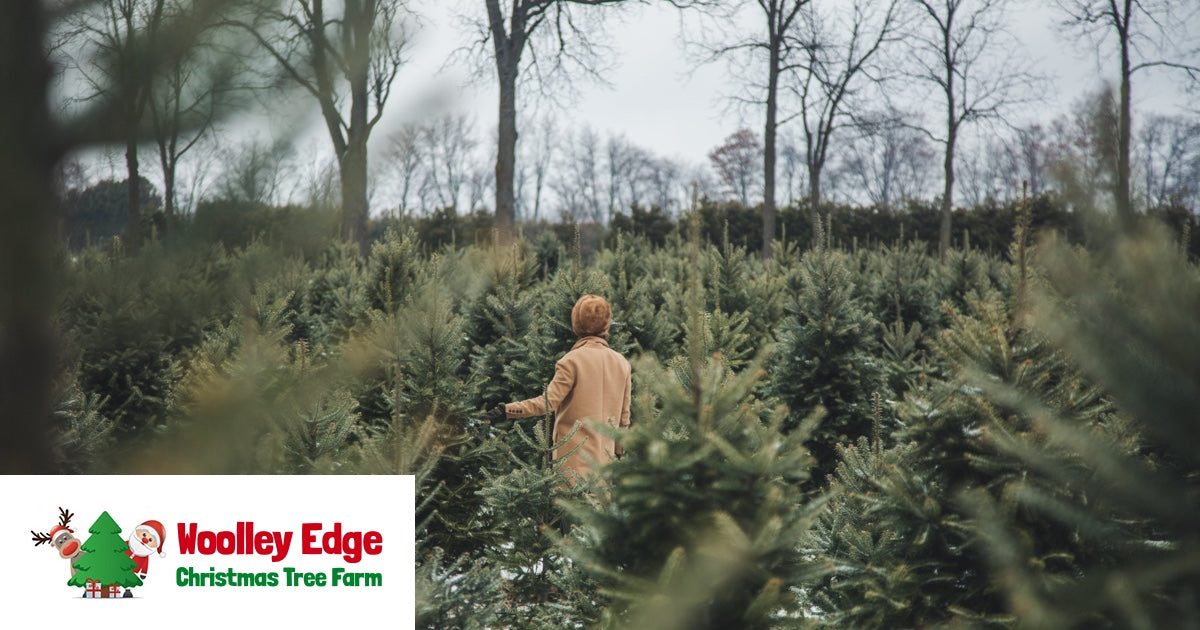 Woolley Edge Christmas Tree Farm