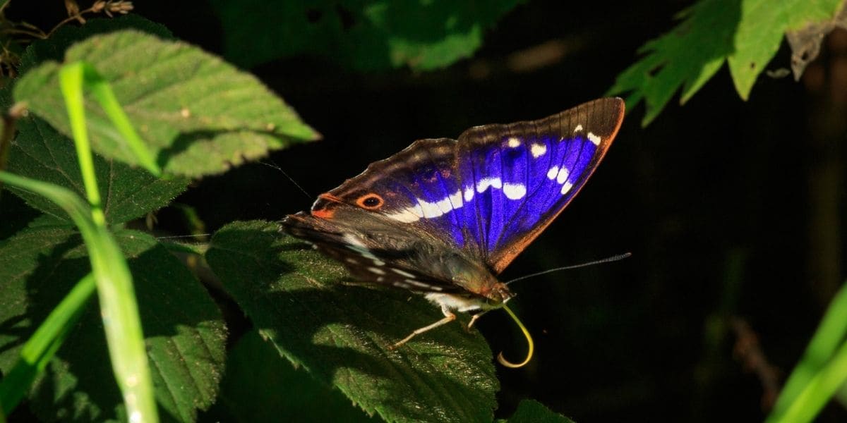 Ailes de Papillon Violet