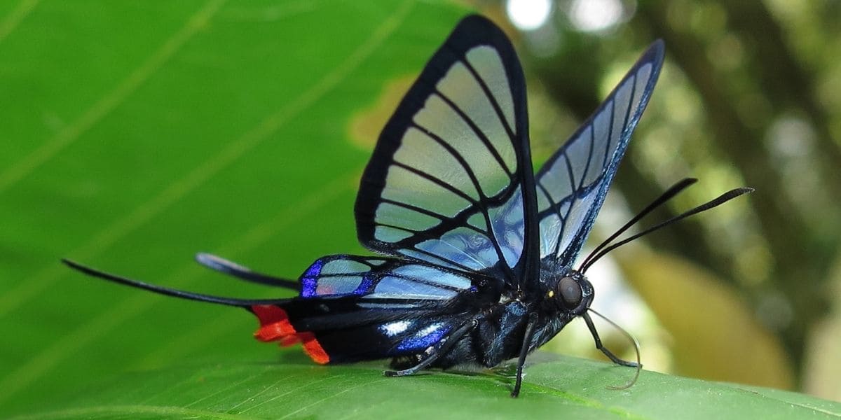 Papillon translucide - Chorinea