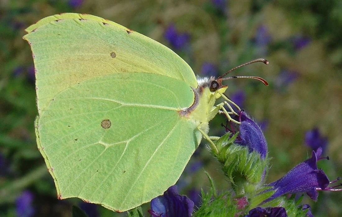 Lemon Butterfly