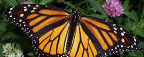 Le-Monarque-papillon