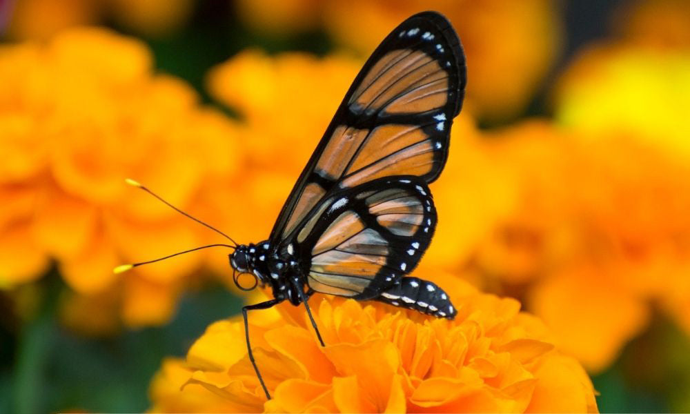 Papillon translucide - Methona confusa