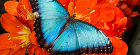 Morpho-helenor