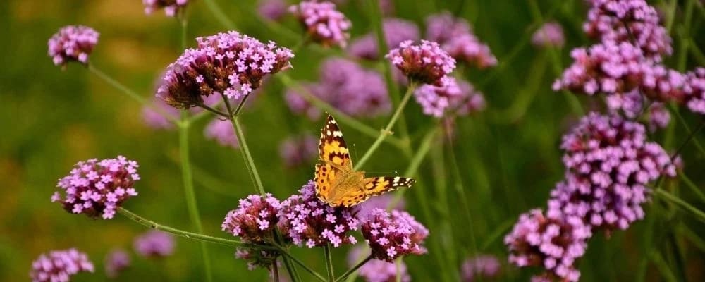 Butterfly and Verbena