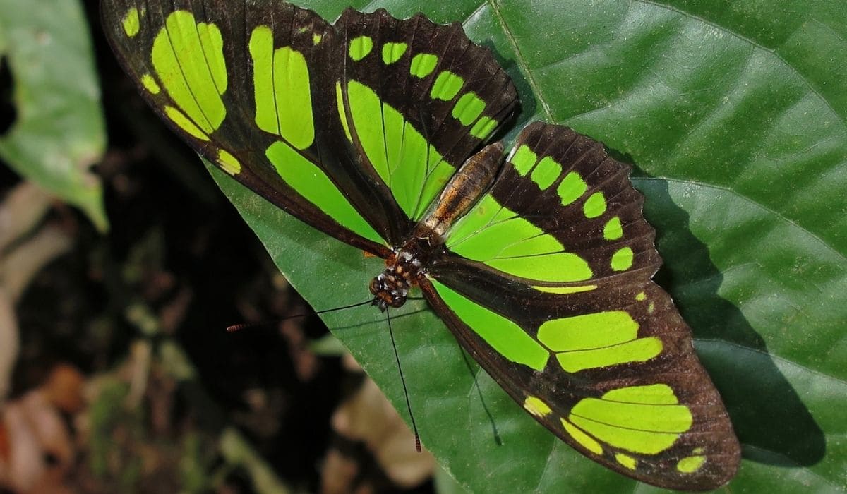 Images de papillon