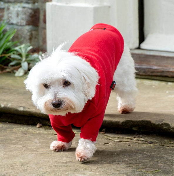 dog jumper red