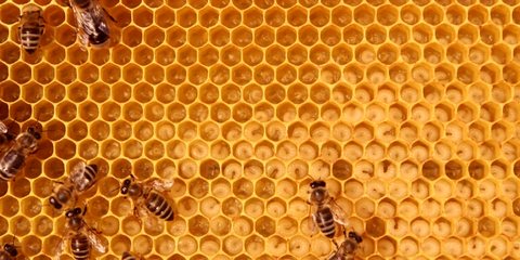 Bees on honeycomb with very gold hues