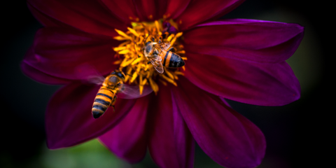 Bee on purple flower in very dark hues