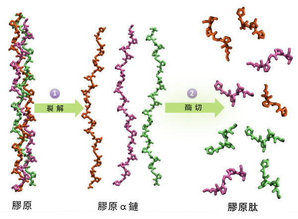 水解胶原蛋白