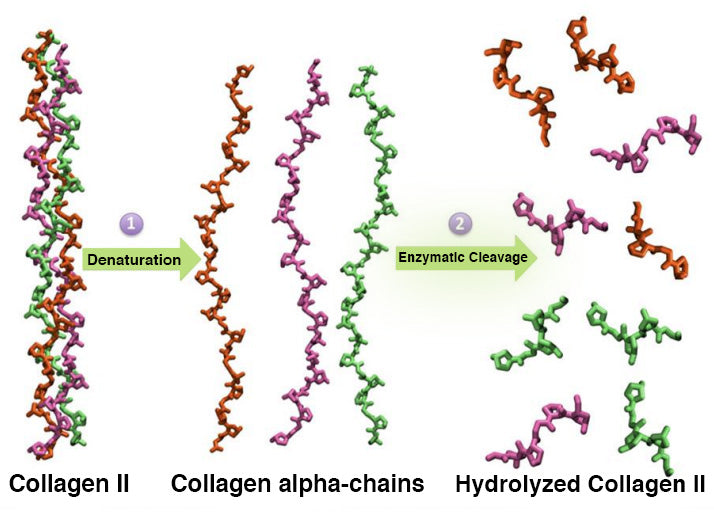 hydrolyzed collagen II