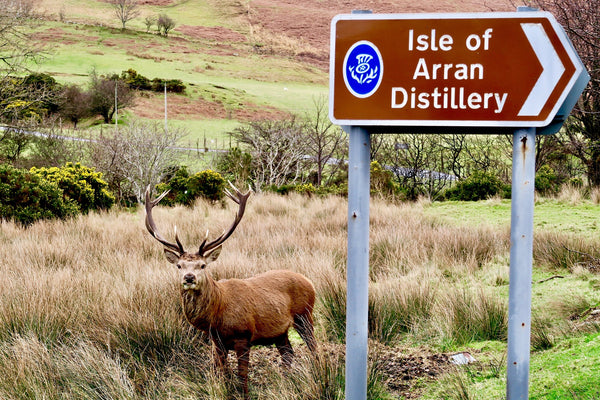 Wild Stagg | Isle of Arran Distillery