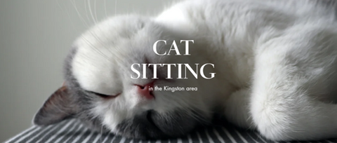Cat Sitting Kingston
