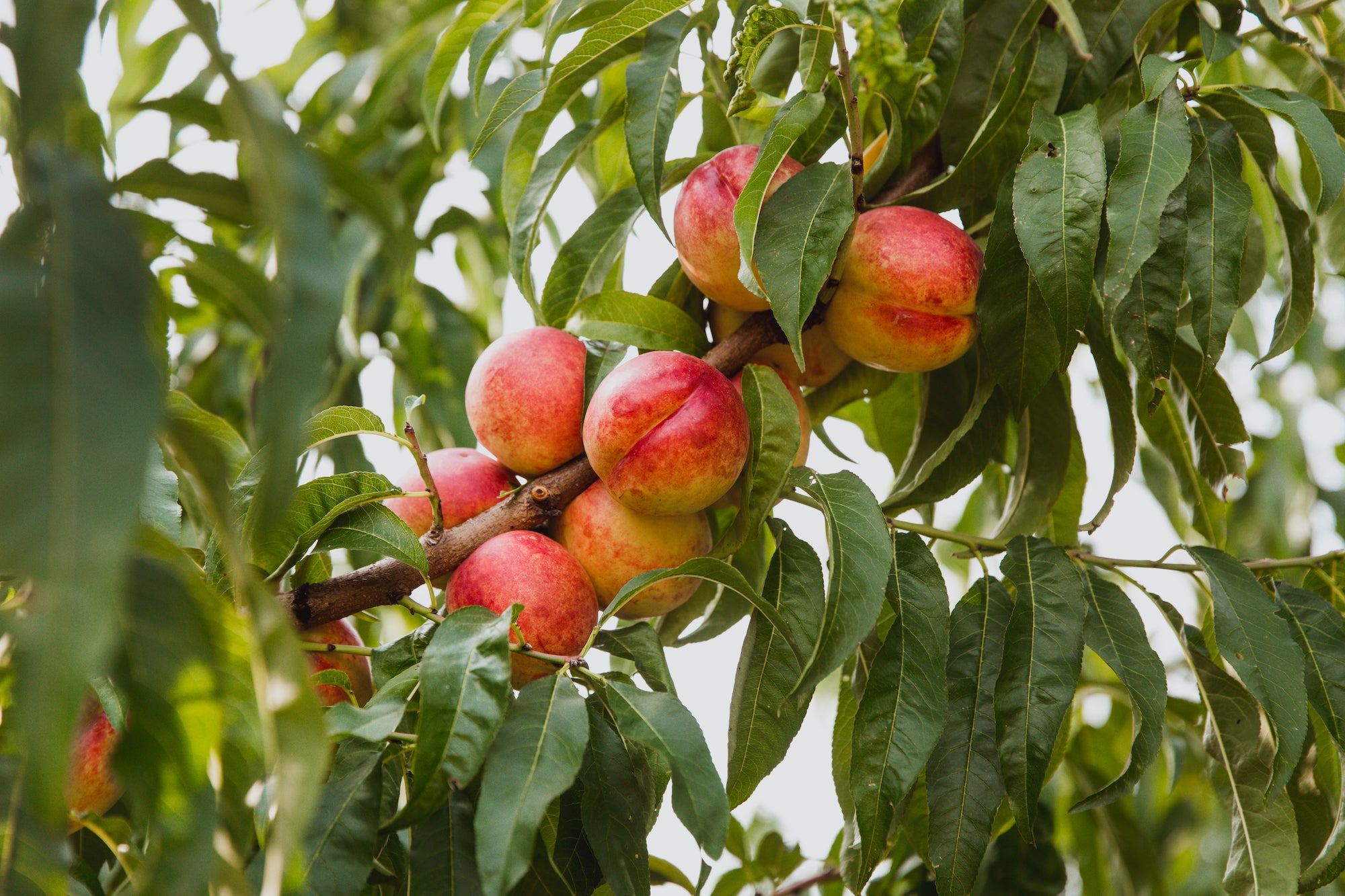 Deciduous Fruit Trees Grangetto S Farm Garden Supply