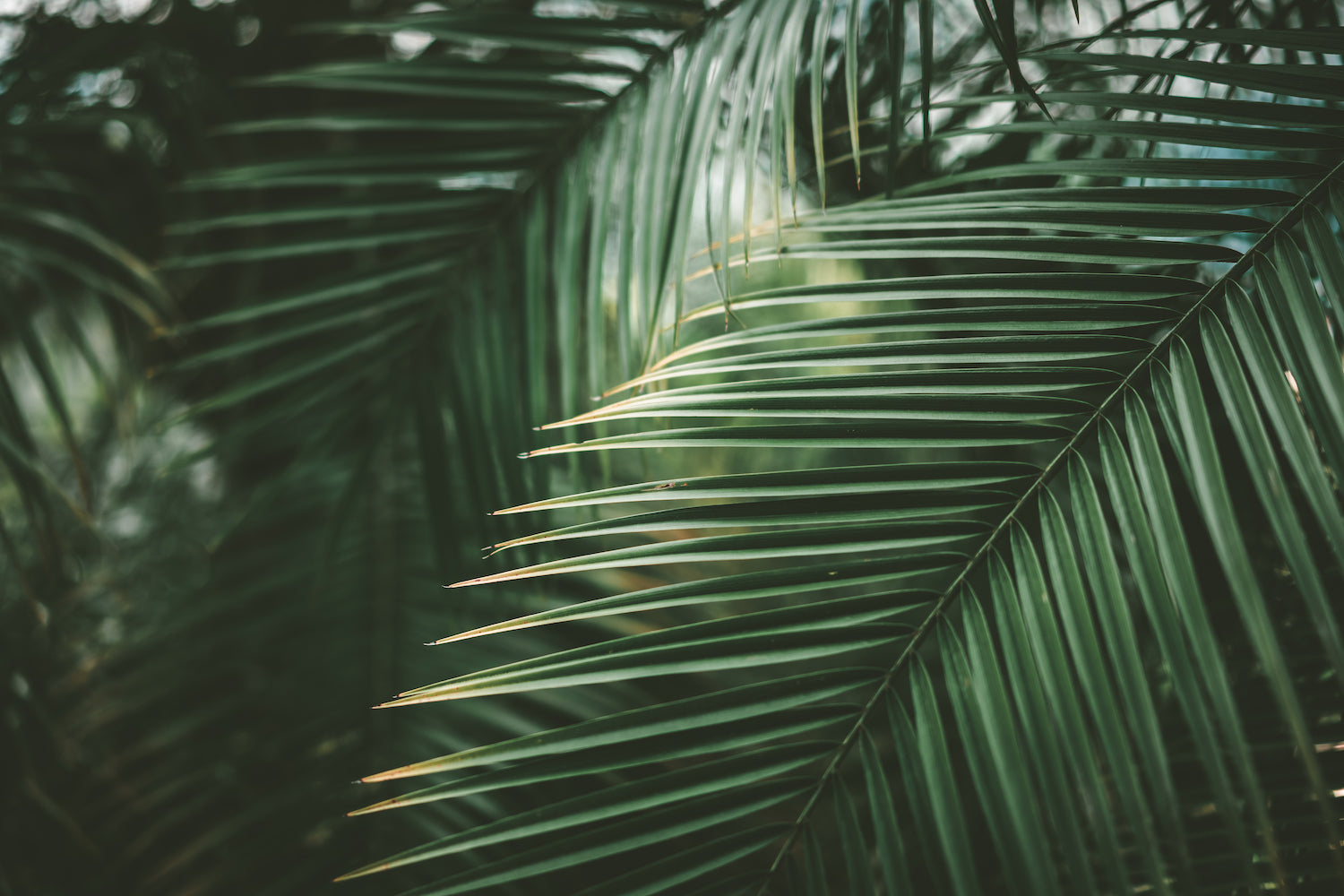 HD wallpaper: Palm Tree, backlit, dark, environment, exotic, light