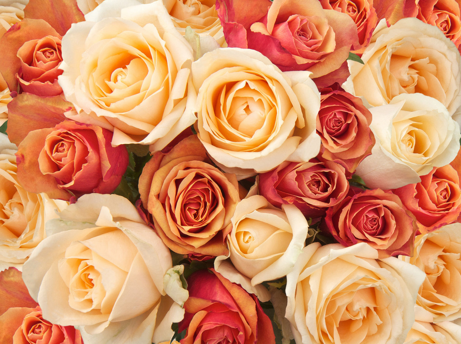 Prepare Roses for Fall Bloom - Grangetto's Farm & Garden Supply
