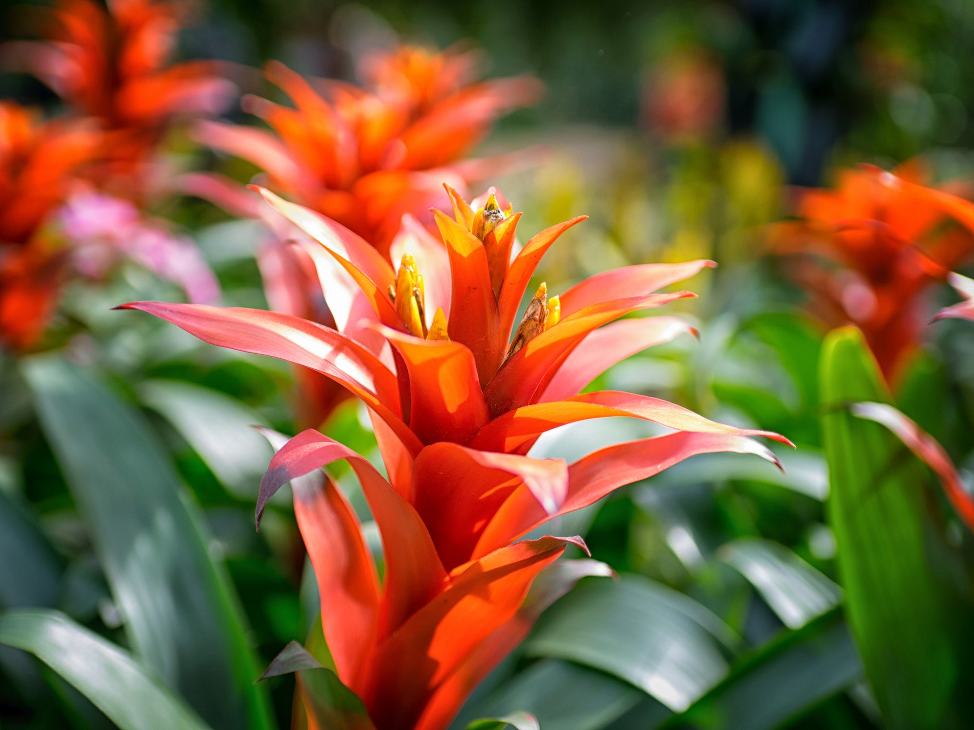 Caring for Your Bromeliad - Grangetto's Farm & Garden Supply