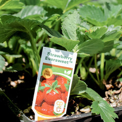 Garden Box - Strawberries