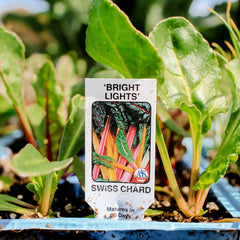 Garden Box - Leafy Greens