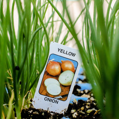 Garden Box - Onions